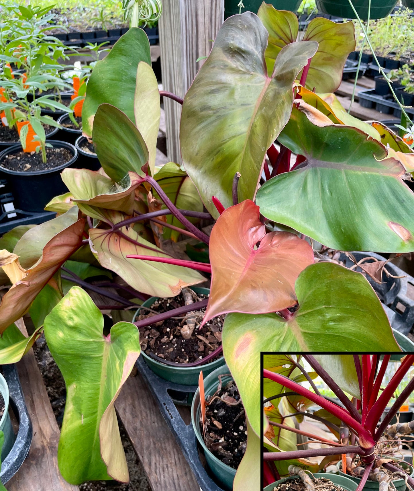 Philodendron 'Bloody Mary'