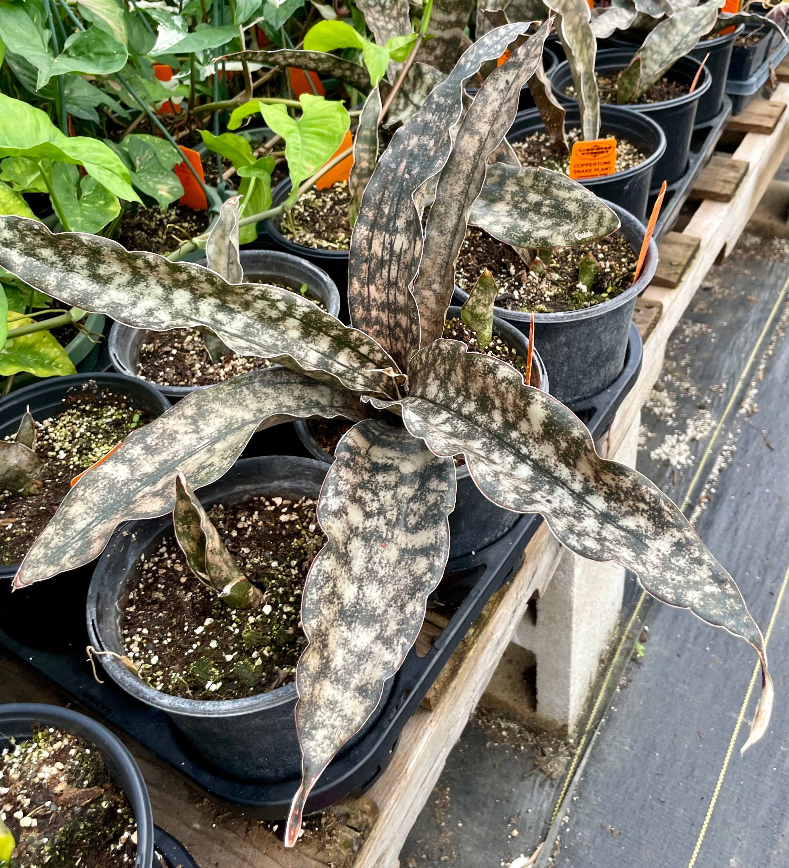 sansevieria kirkii brown Sansevieria kirkii 'Pulchra' --Coppertone Snake Plant-