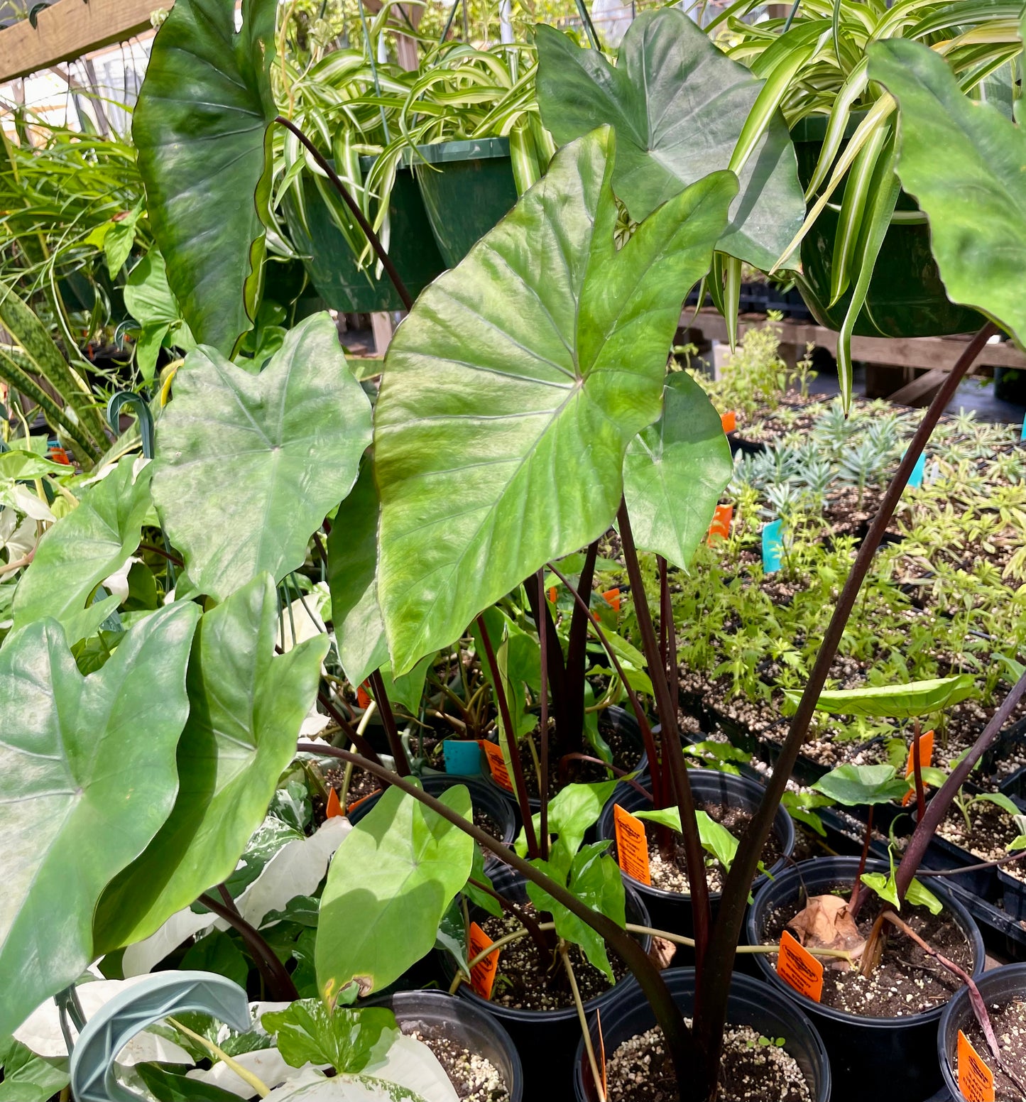 Colocasia esculenta --Burgundy Stem Elephant Ear--