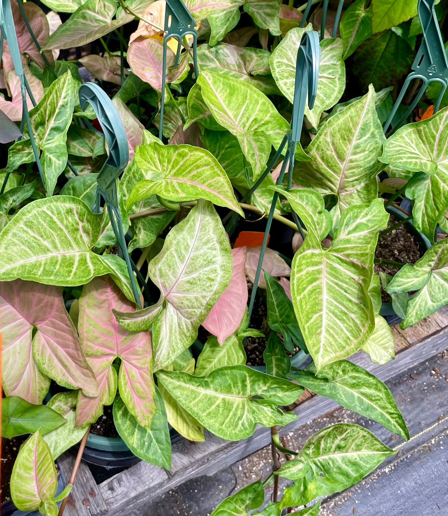 Syngonium --Pink Flecked Arrowhead Vine--