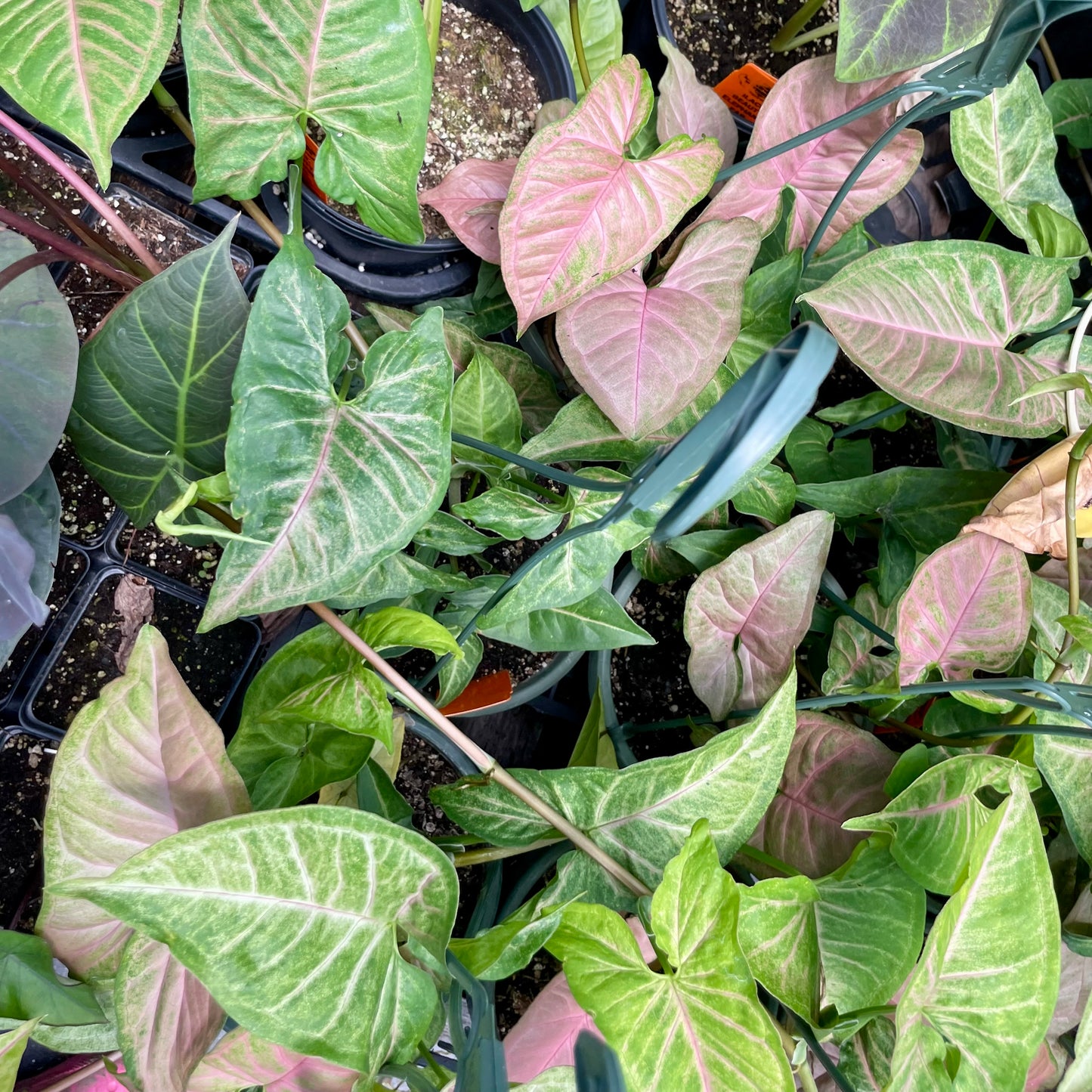 Syngonium --Pink Flecked Arrowhead Vine--