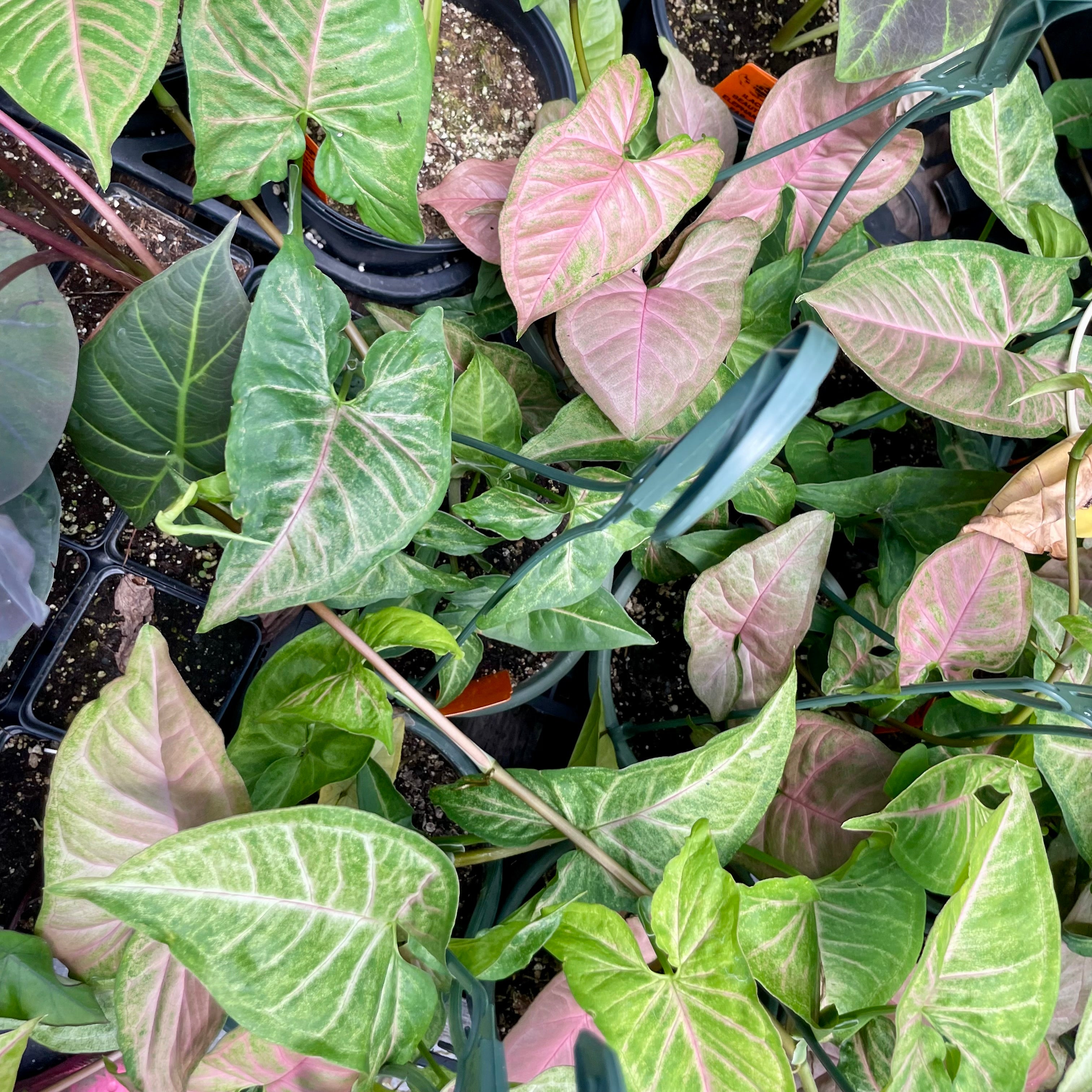 16+ Pink Arrowhead Vine Syngonium --Pink Flecked Arrowhead Vine-- - Garden Center – Lone Star