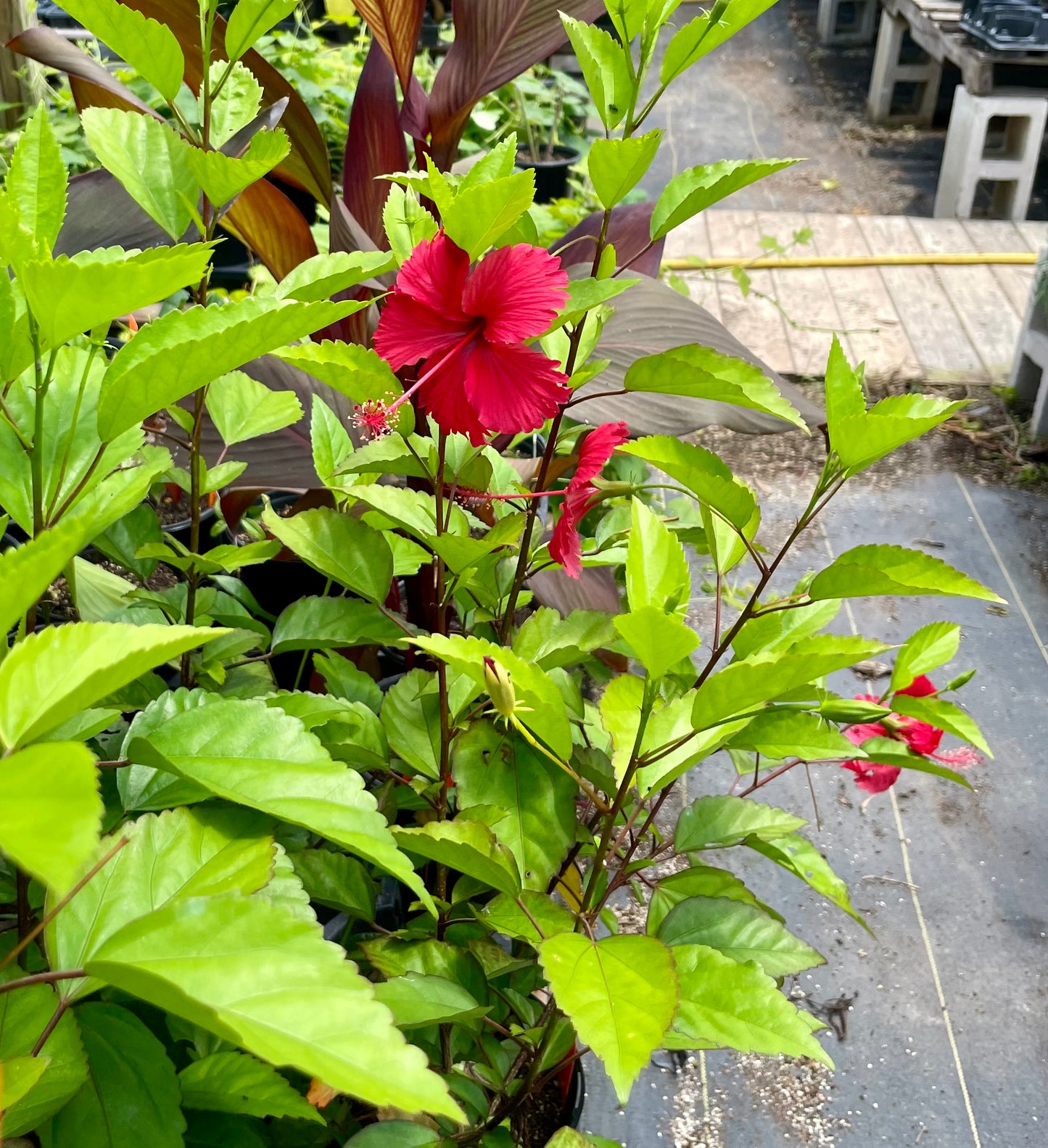 Hibiscus rosa-sinensis 'Fire and Ice'