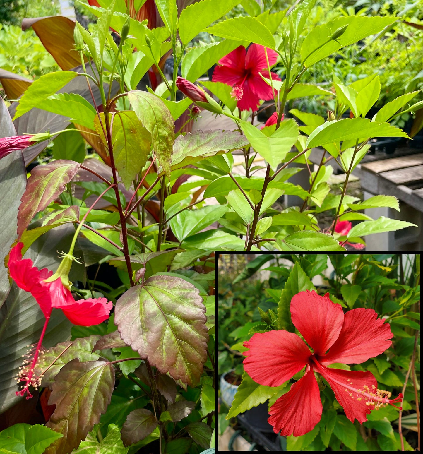 Hibiscus rosa-sinensis 'Fire and Ice'