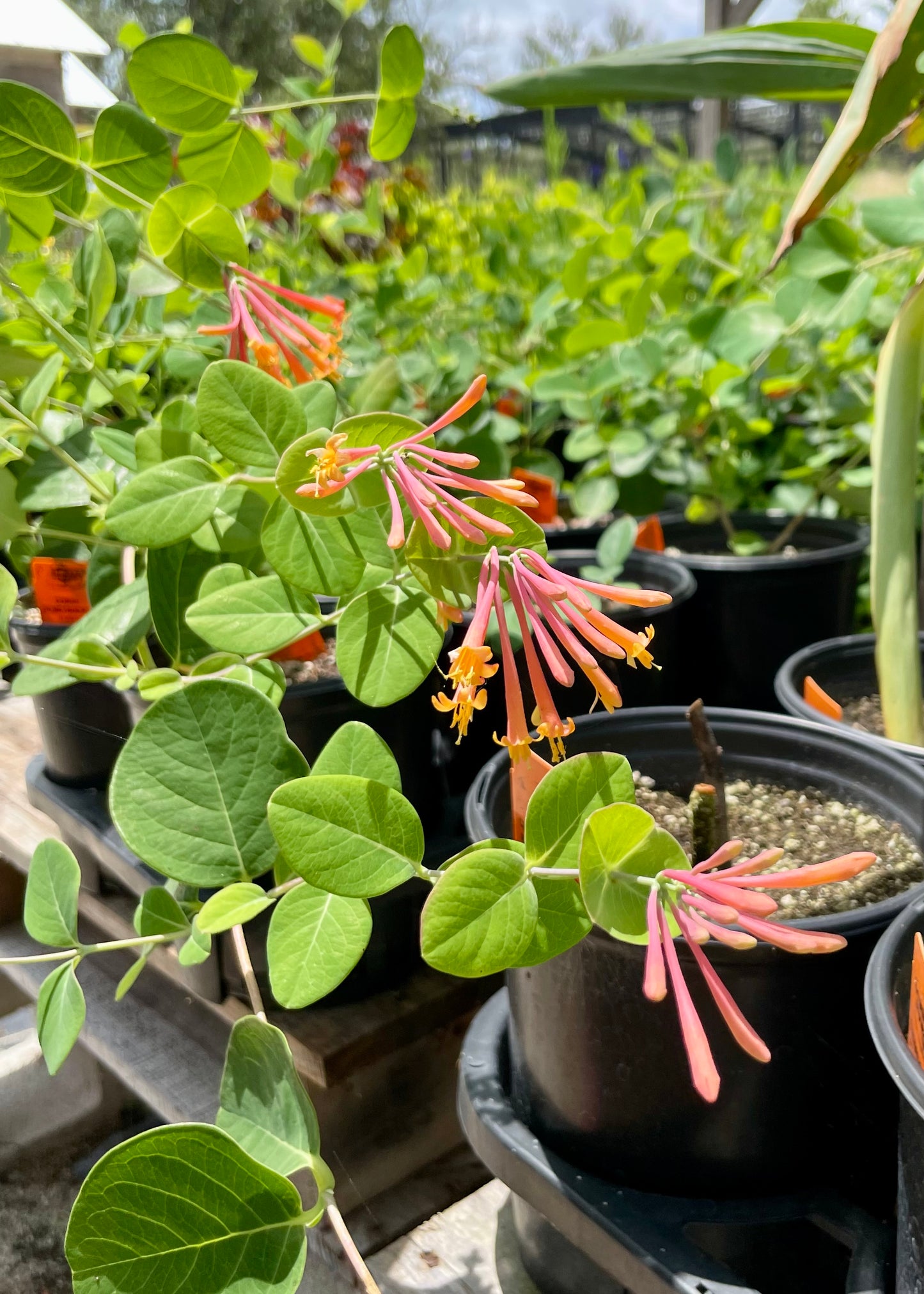 Lonicera sempervirens --Coral Honeysuckle--