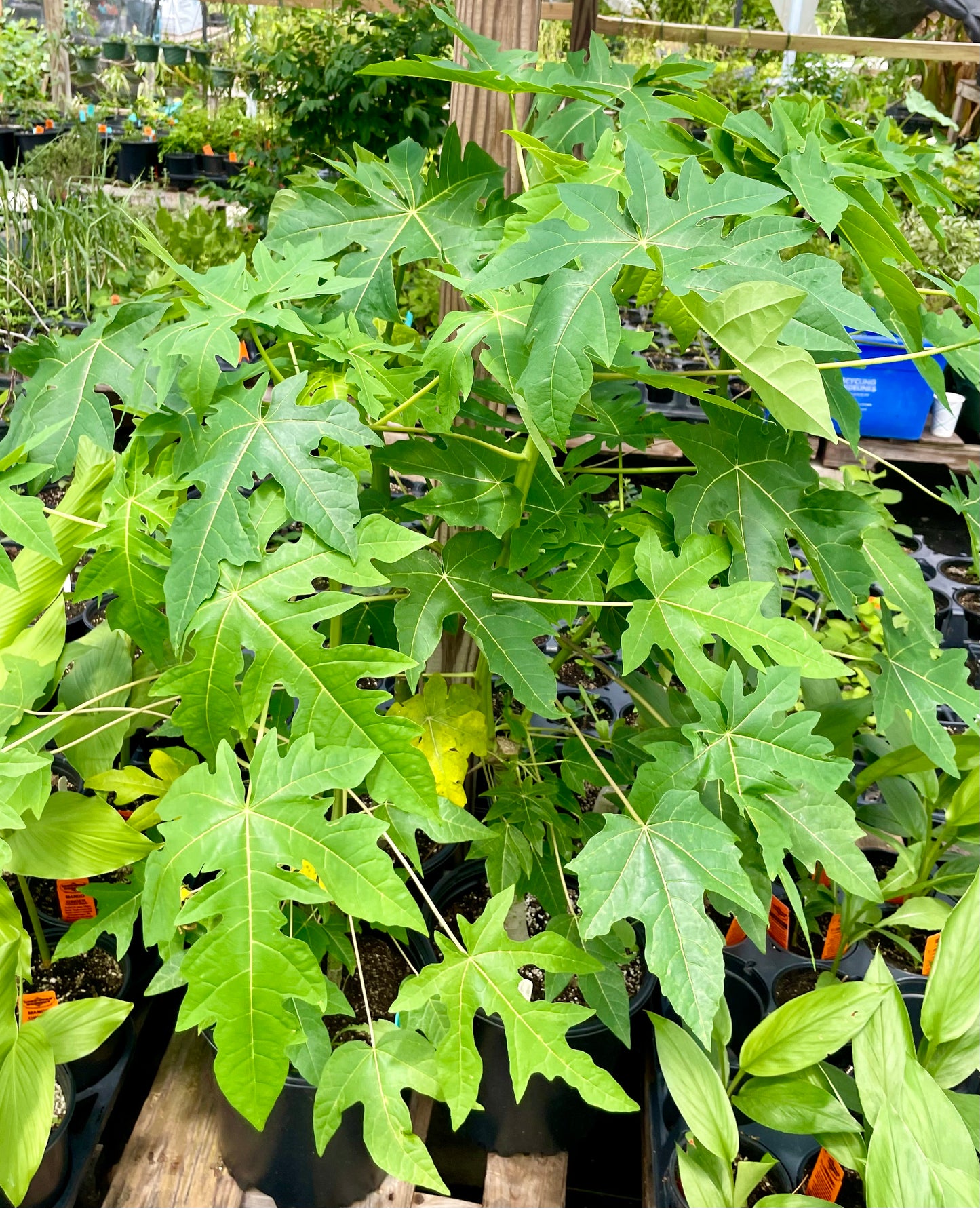 PAPAYA 'Sweet David' --Carica papaya--