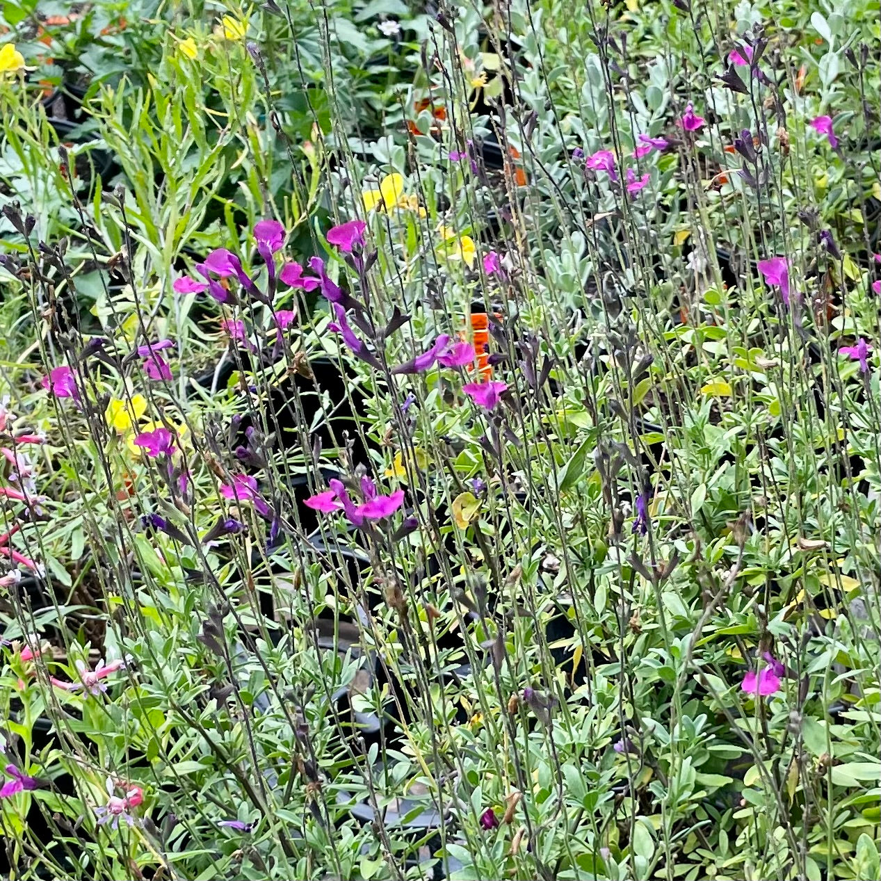 Salvia greggii --Compact Violet Autumn Sage--