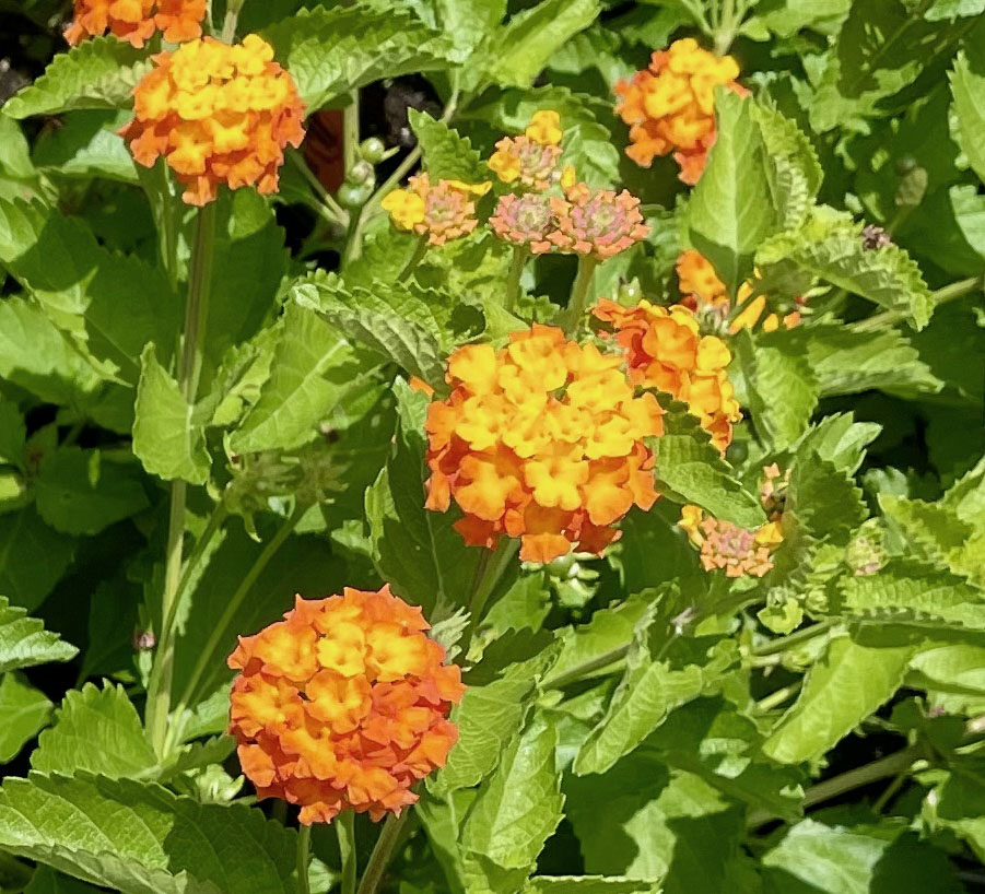 Lantana urticoides --Texas Lantana--