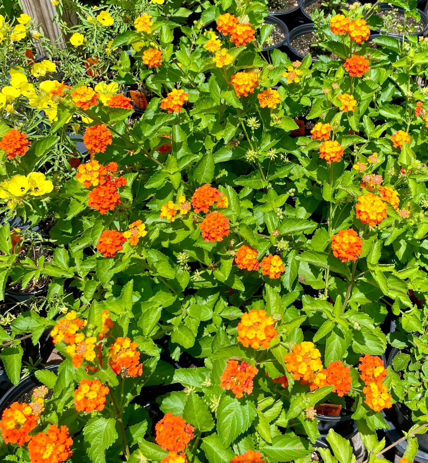 Lantana urticoides --Texas Lantana--