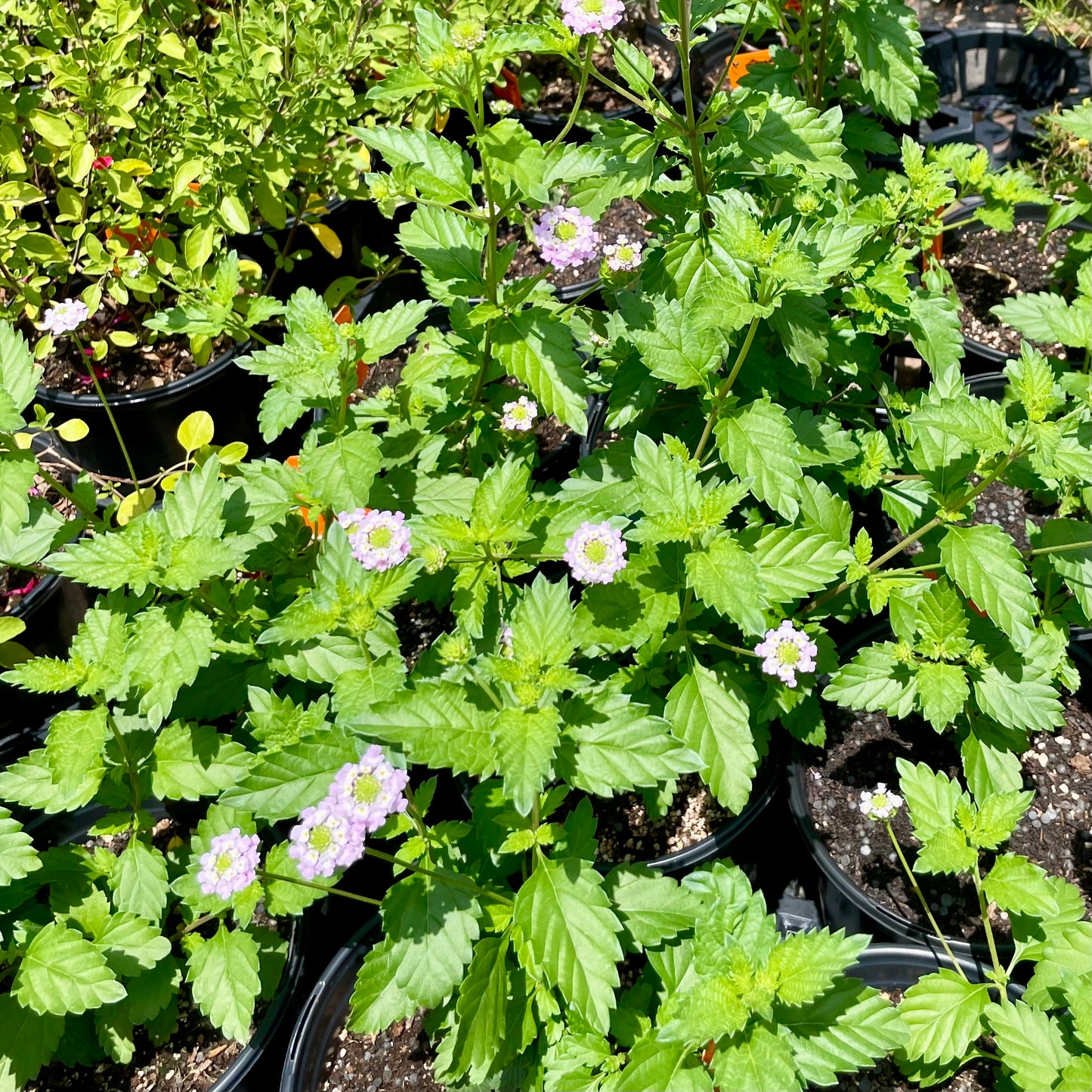 Lantana achyranthifolia --Brushland Shrubverbena--