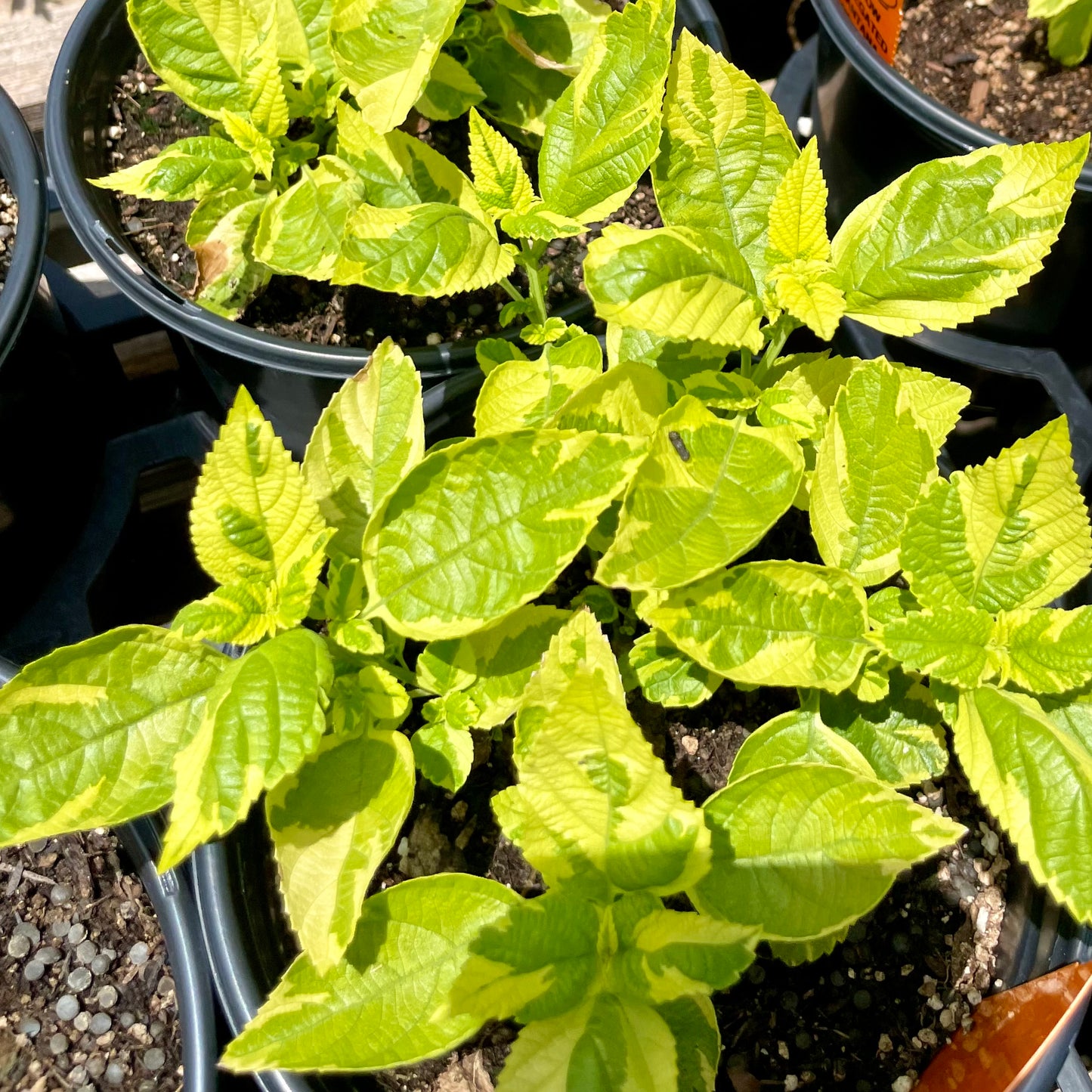 Lantana camara --Variegated Yellow Lantana--