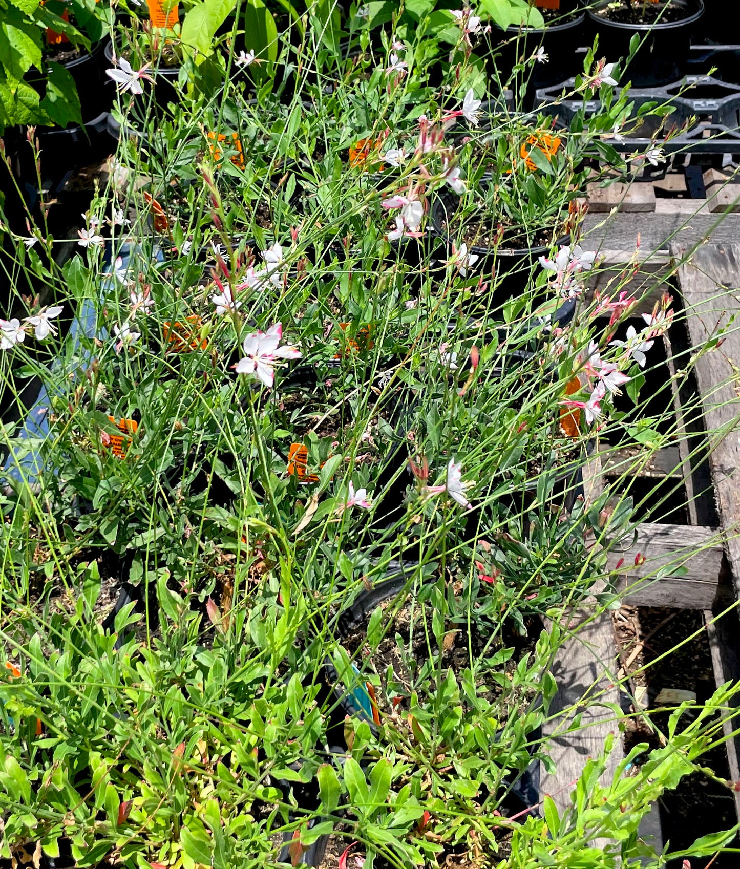 Gaura lindheimeri 'Rosy Cheeks'