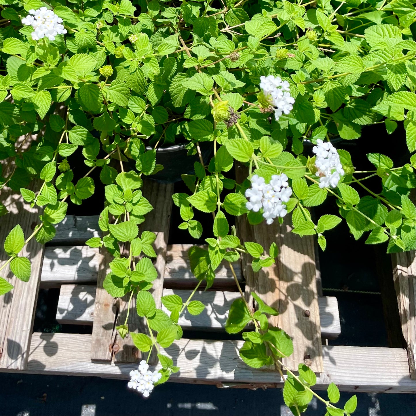Lantana montevidensis --White Trailing Lantana--
