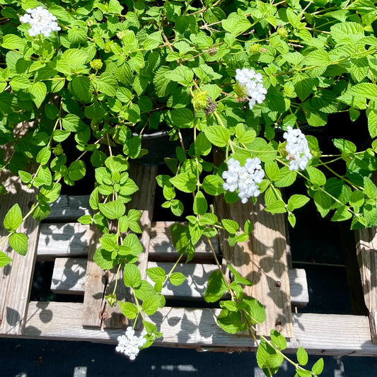 Lantana montevidensis --White Trailing Lantana--