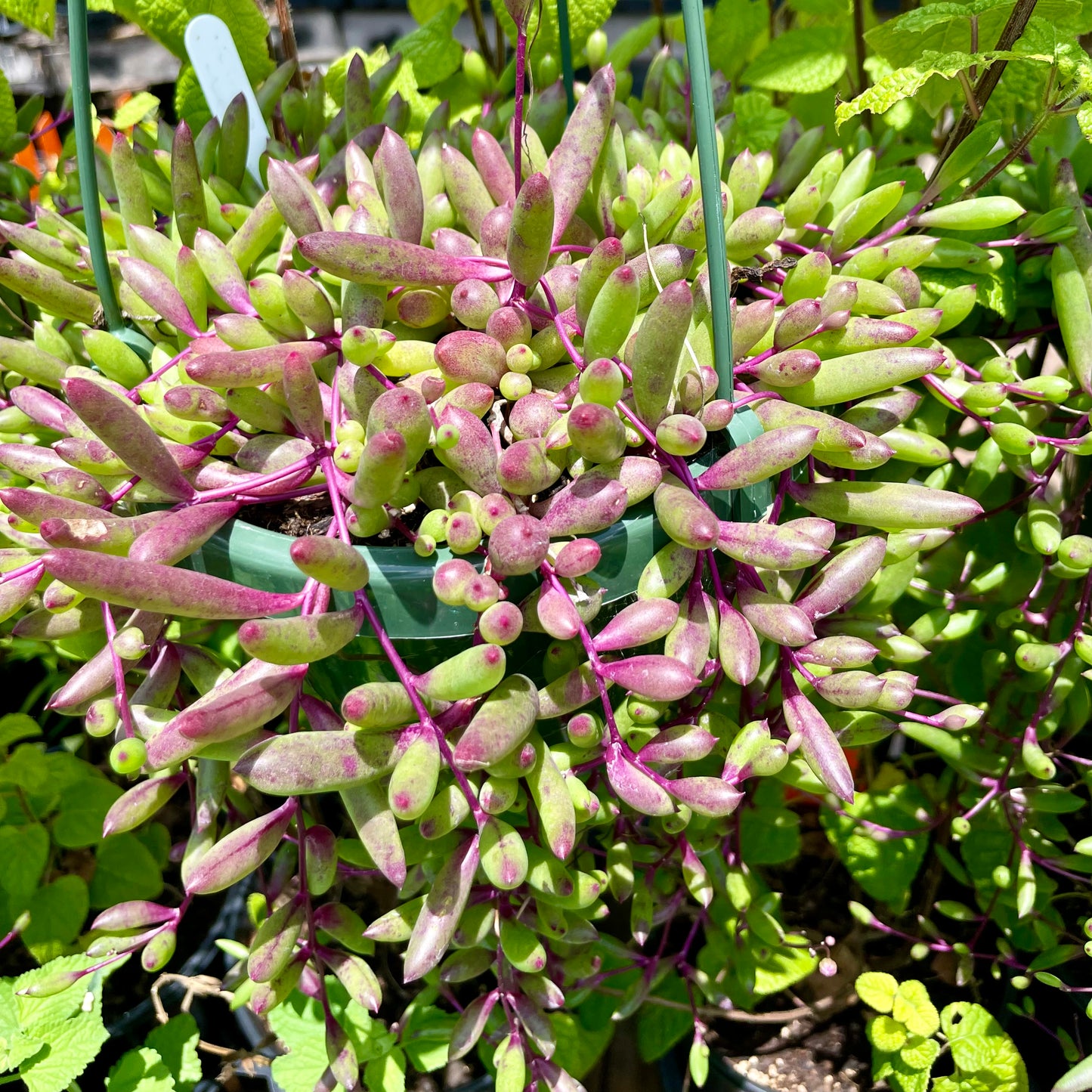 Othonna capensis 'Ruby Necklace'