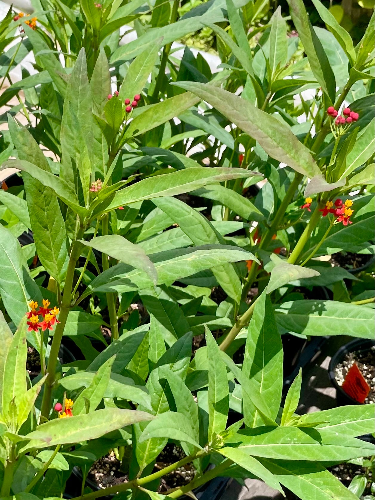 Asclepias curassavica --Apollo Orange Tropical Milkweed--