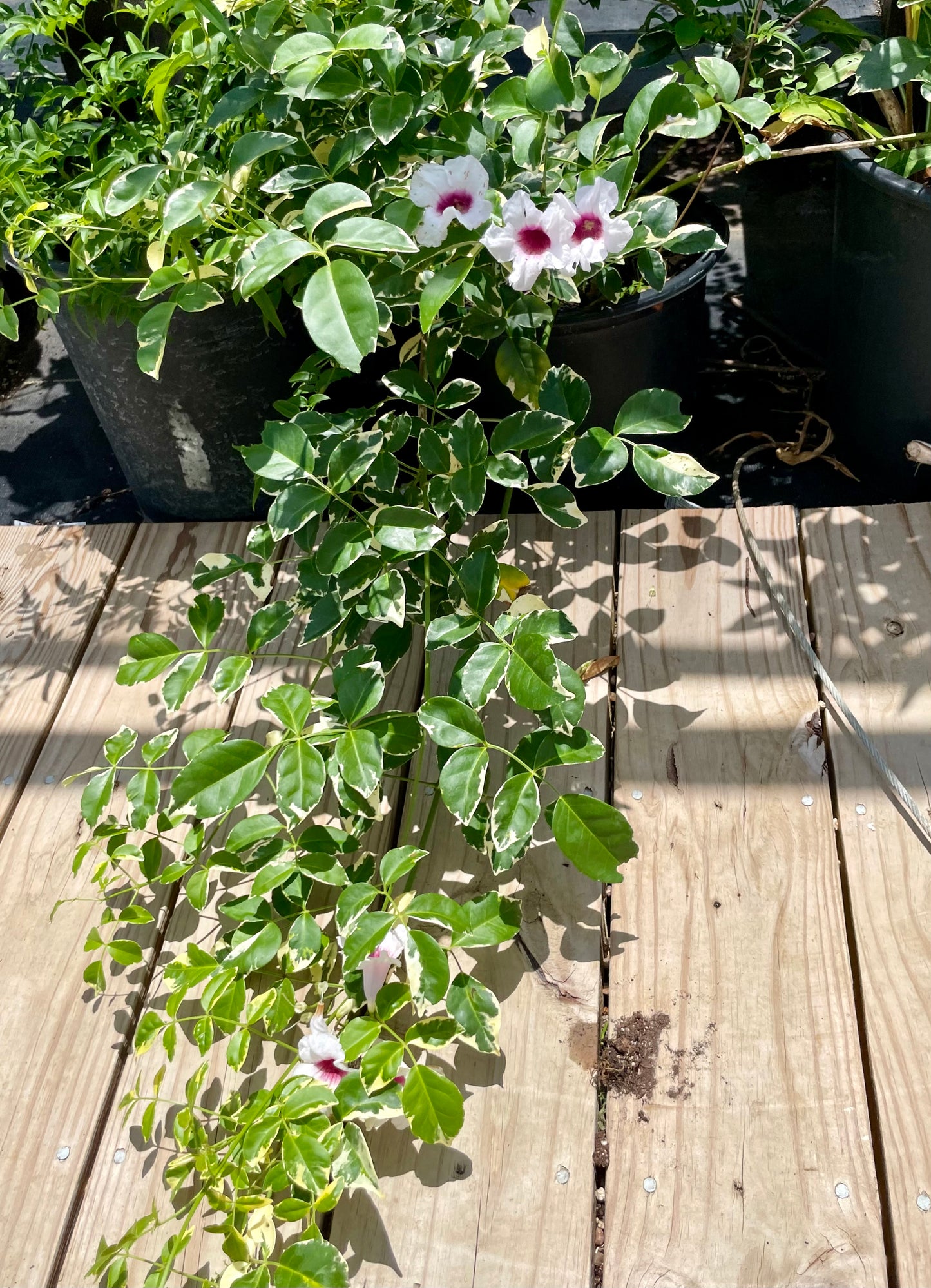 Pandorea jasminoides 'Variegata' --Variegated Pandora Vine--