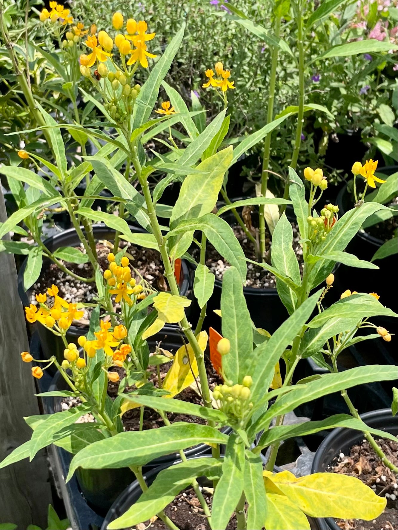 Asclepias curassavica --Silky Gold Milkweed--