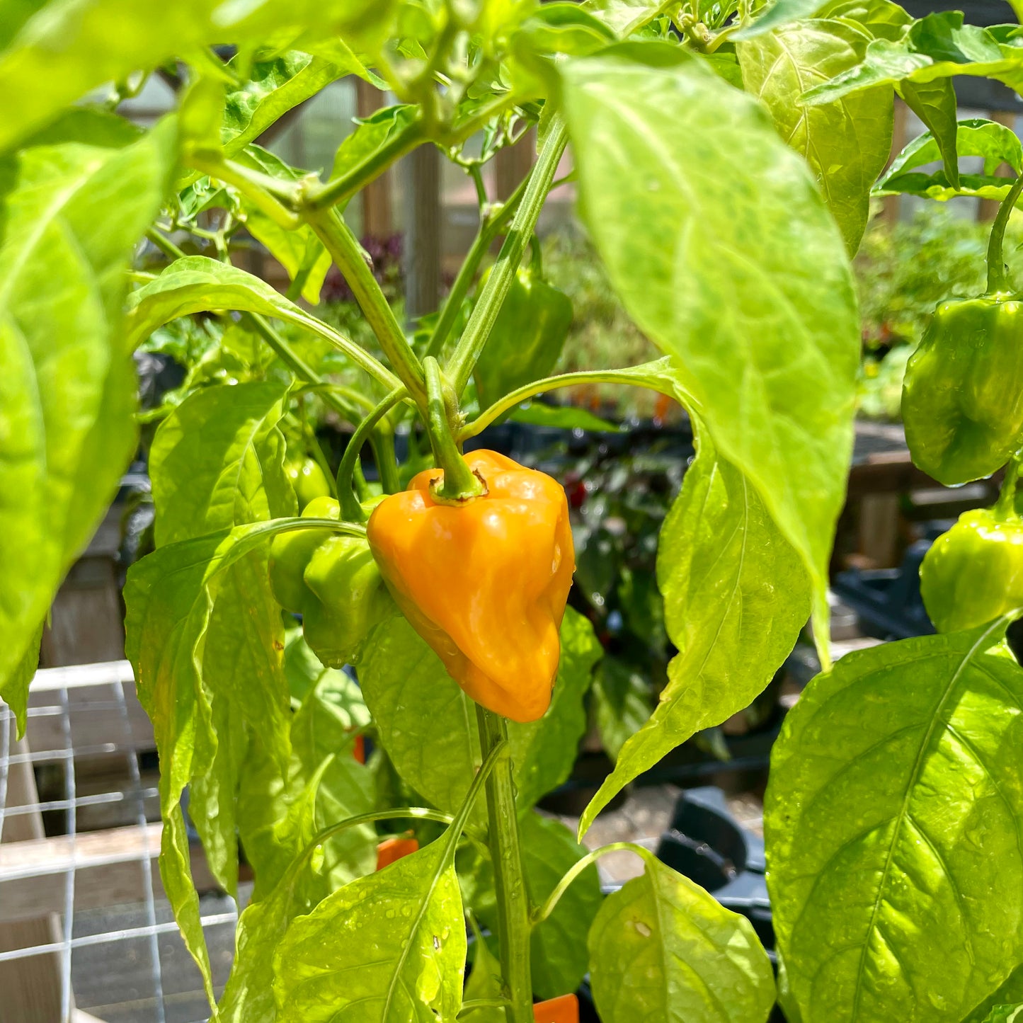 PEPPER 'Burning Bush'