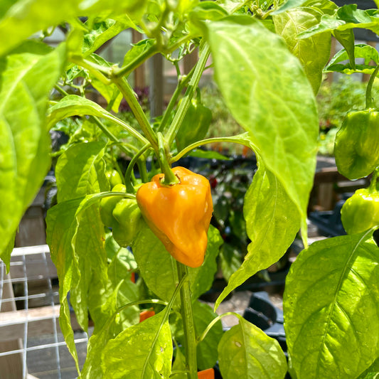PEPPER 'Burning Bush'