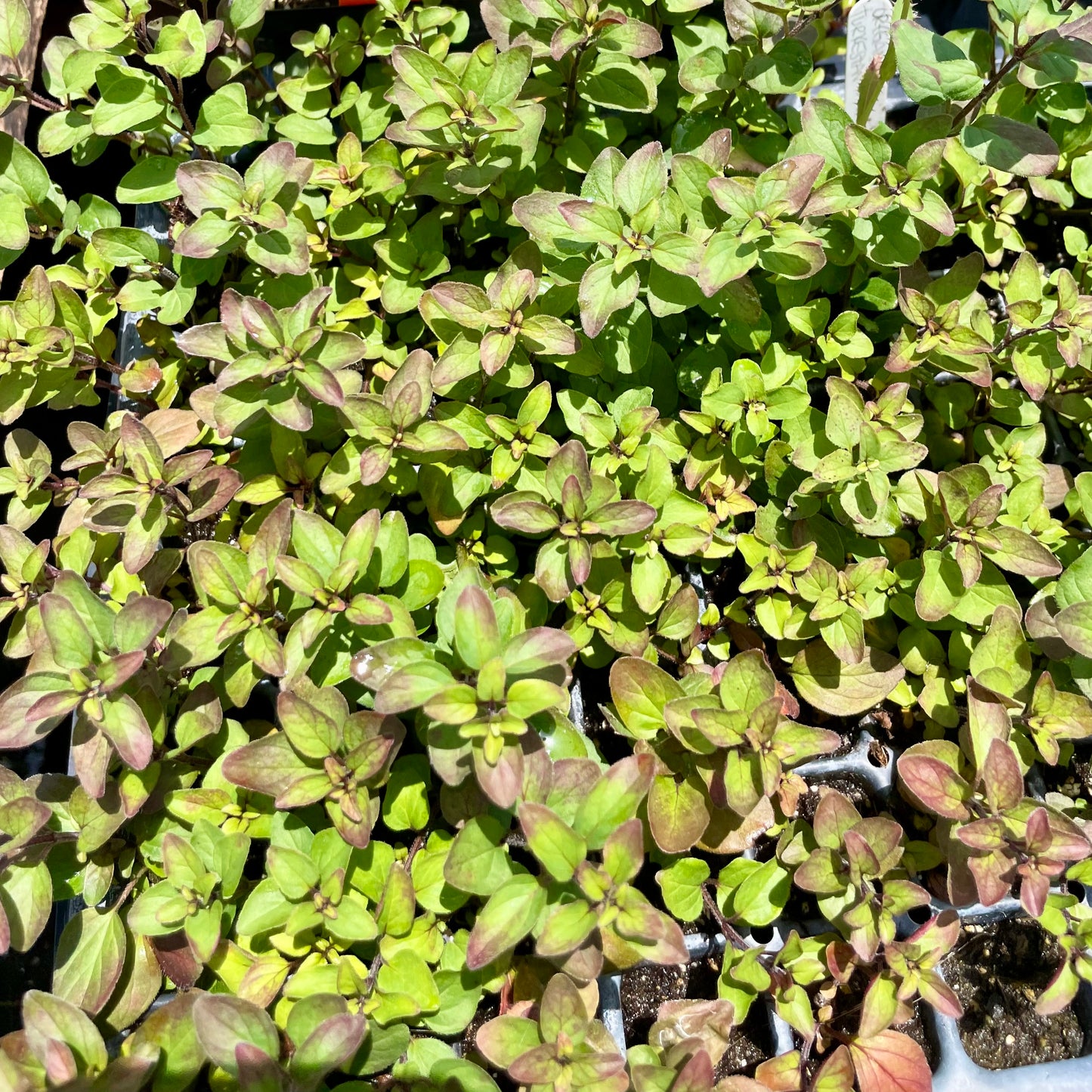 OREGANO 'Turkestan' --Origanum vulgare 'Gracile'--