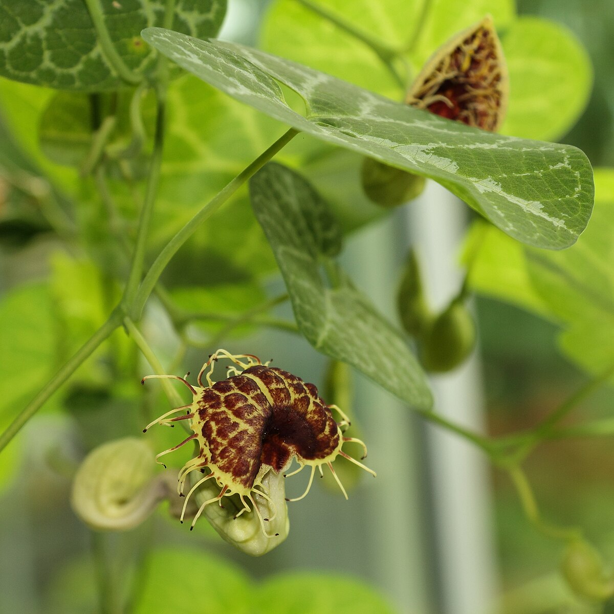 Aristolochia fimbriata --White-Veined Dutchman's Pipevine--