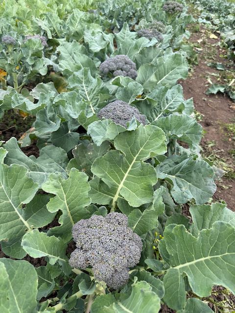 BROCCOLI 'Island Market'