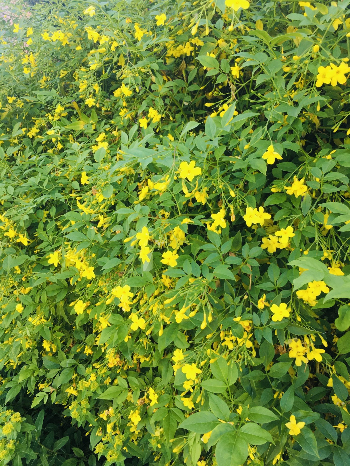 Jasminum humile --Revolutun Yellow Jasmine--