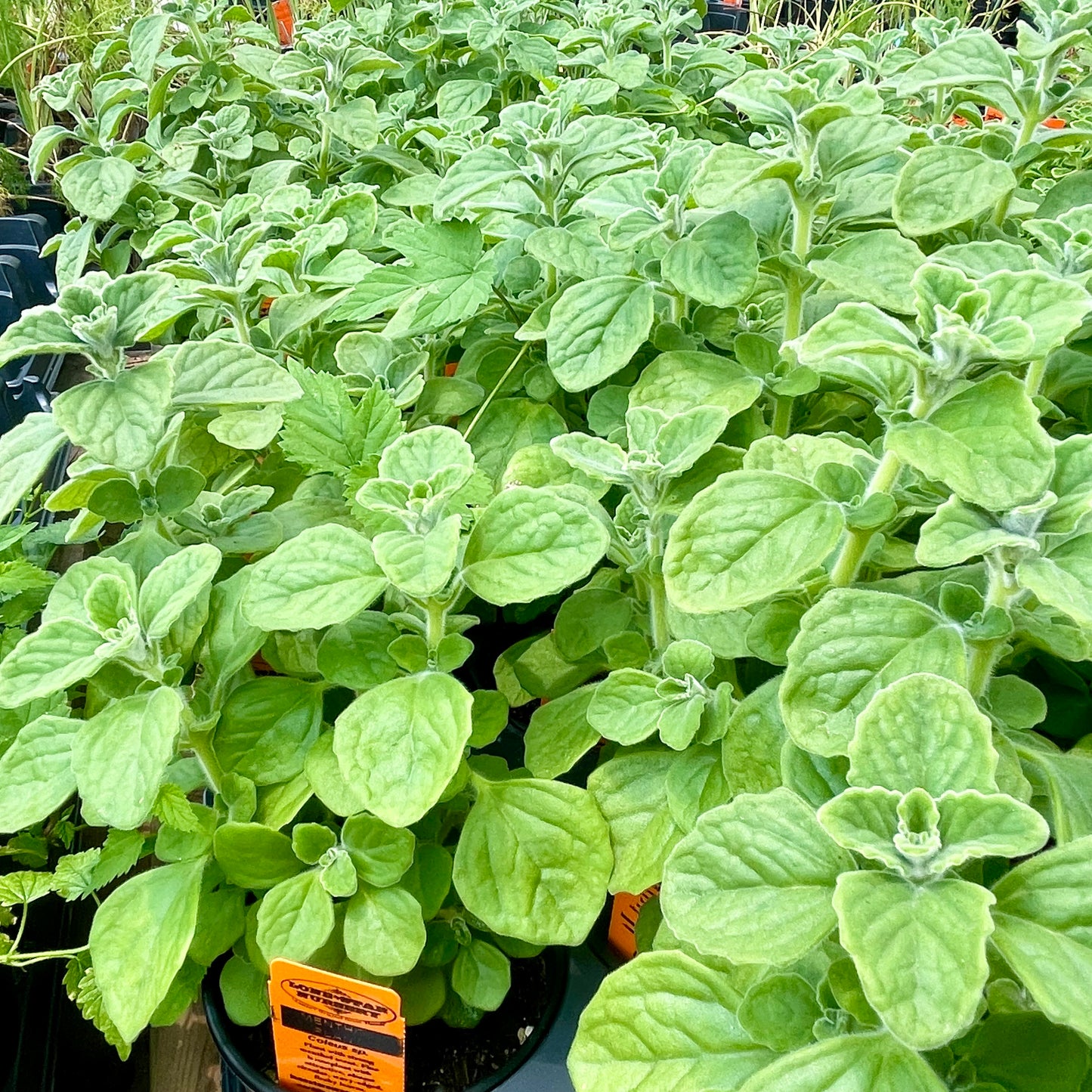 MENTHOL PLANT --Coleus sp.--