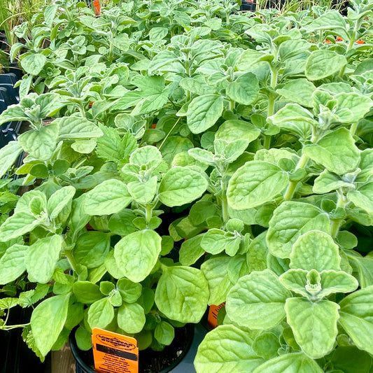 MENTHOL PLANT --Coleus sp.--