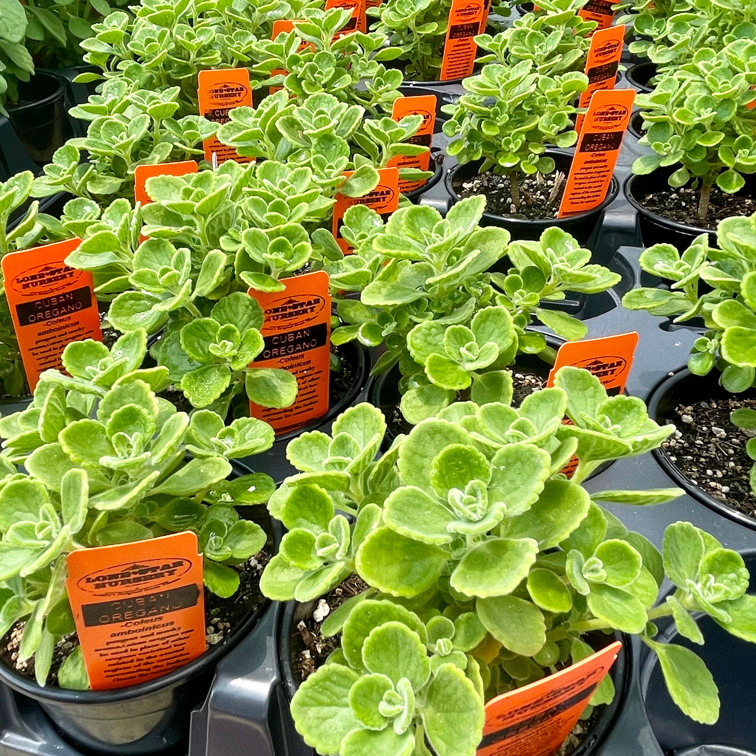 cuban oregano succulent OREGANO 'Cuban' --Coleus amboinicus--