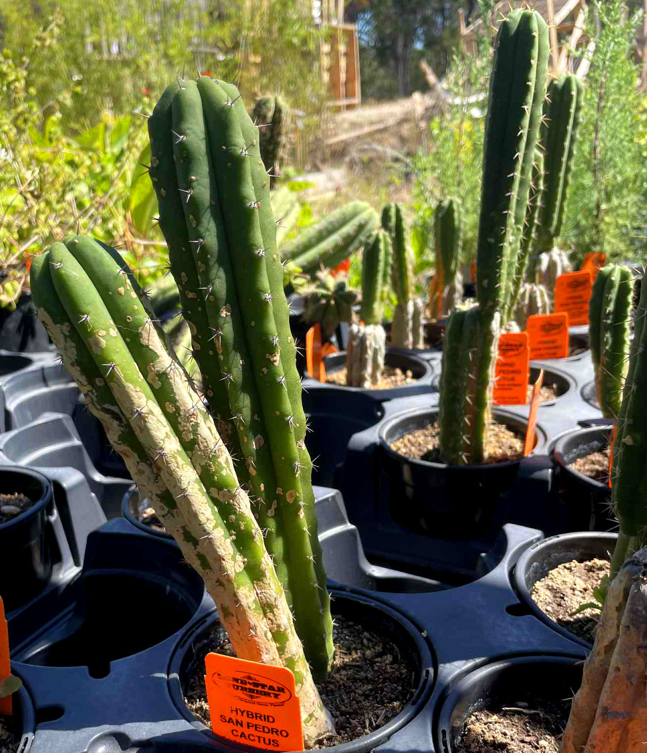 peruvian torch cactus vs san pedro Trichocereus peruvianus --Peruvian Torch Cactus--
