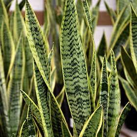 Sansevieria trifasciata --Futura Superba Snake Plant--