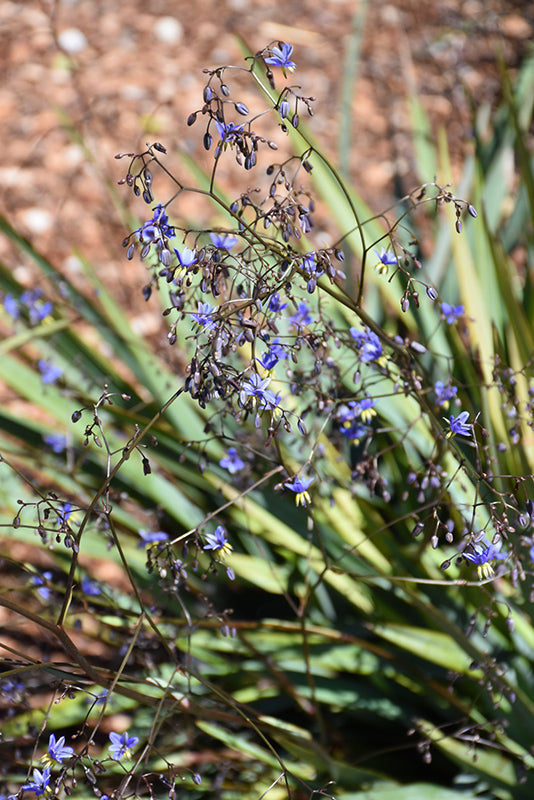 dianella flax lily flower Dianella --Blue Flax Lily--