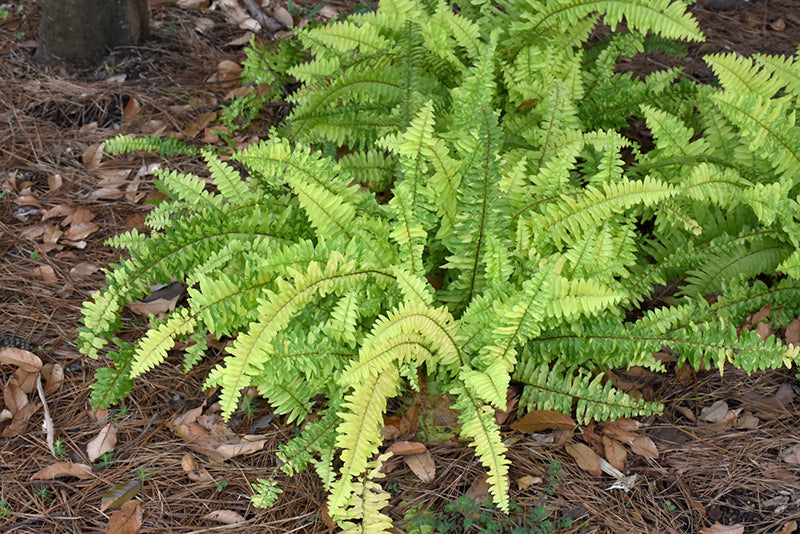 Nephrolepis exaltata --Tiger Boston Fern--