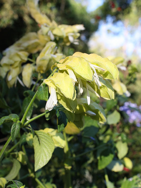 Justicia brandegeana --Lemon Sorbet Shrimp Plant--