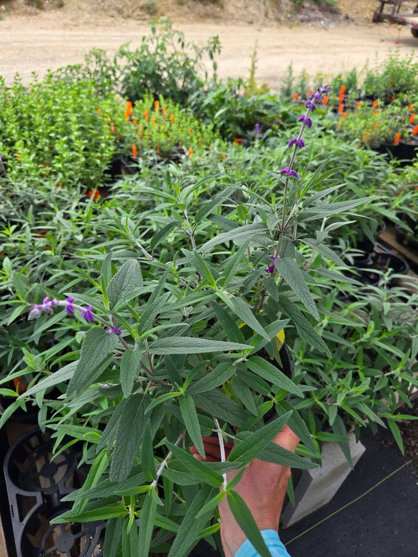 Salvia leucantha 'Midnight' --Mexican Bush Purple Sage--