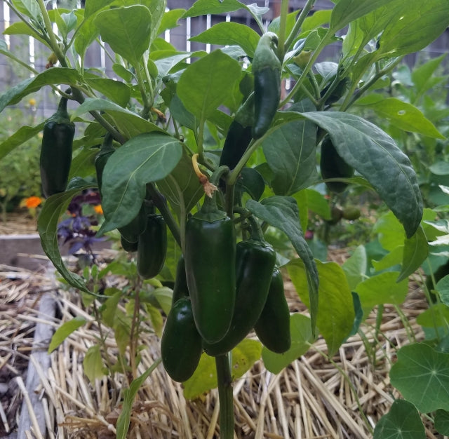 PEPPER 'Craig's Grande Jalapeño'