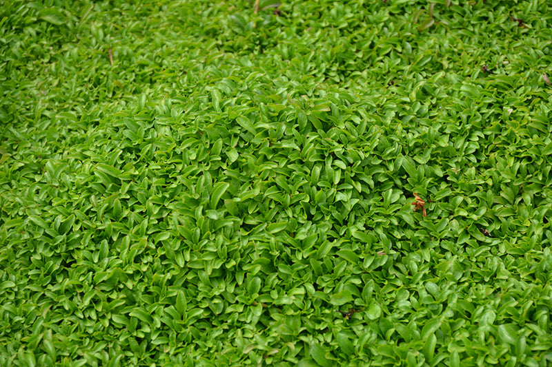 PENNYROYAL --Mentha pulegium--