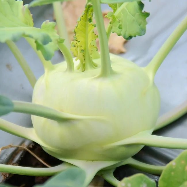 KOHLRABI 'Delicacy White'