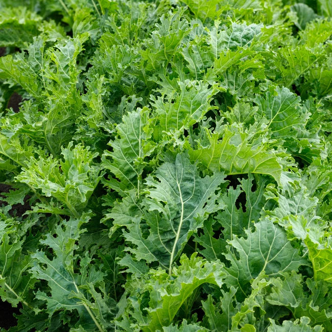 KALE 'Sweet Kita'