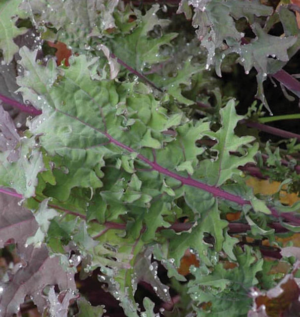 KALE 'Red Winter'
