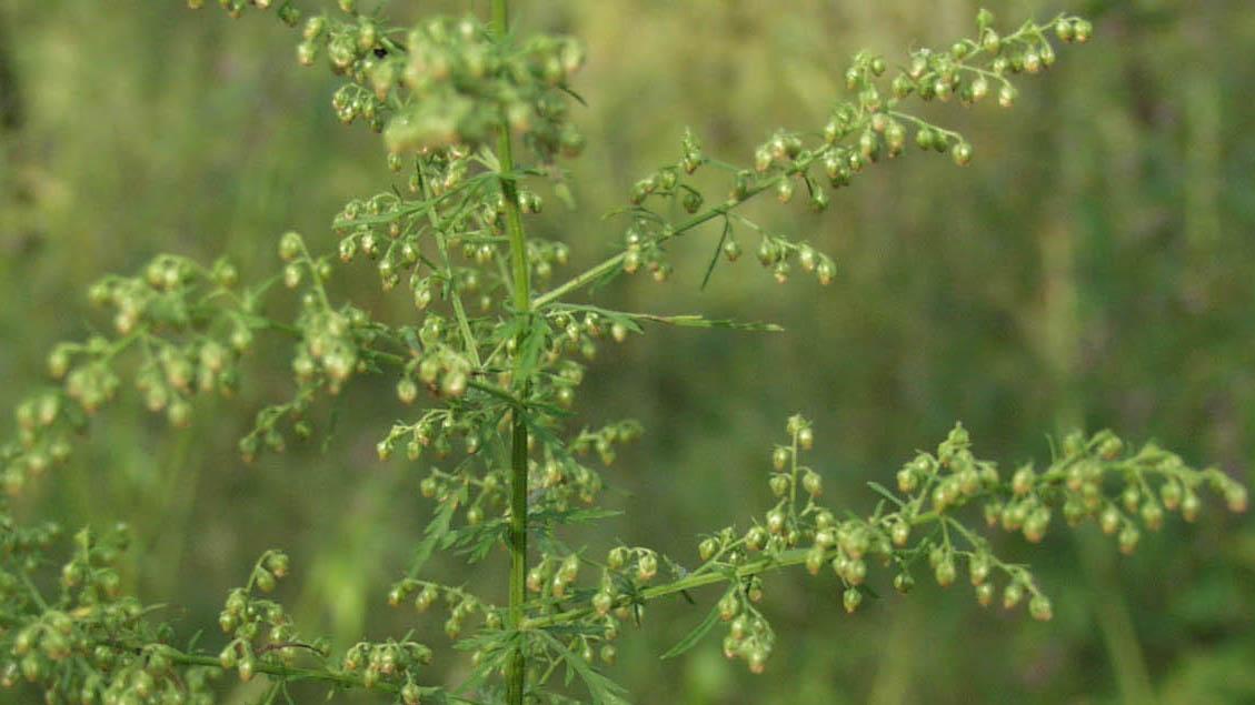 WORMWOOD 'Sweet' --Artemisia annua--