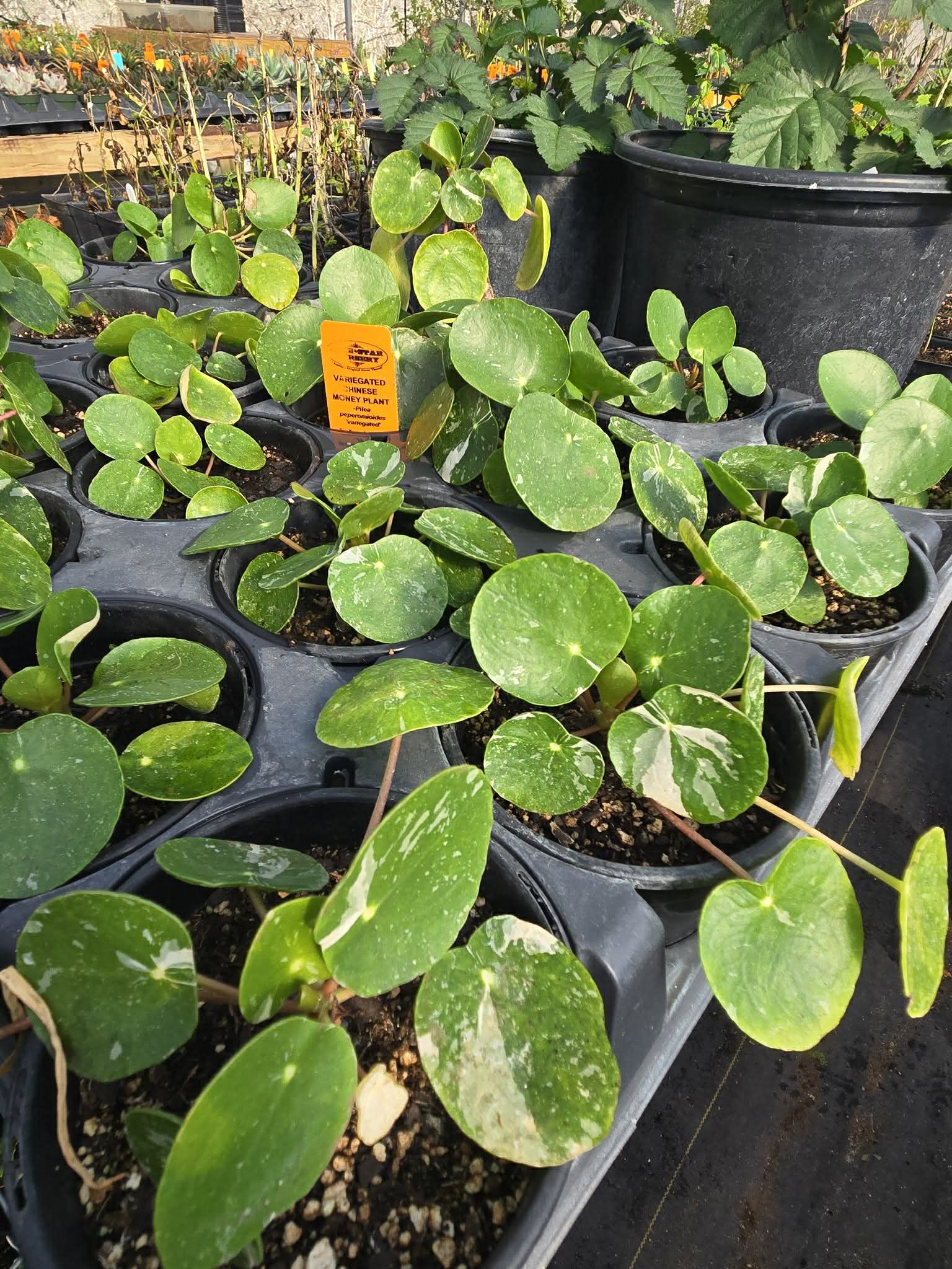 white spots on chinese money plant Pilea peperomioides 'White Splash' --Variegated Chinese Money Plant--