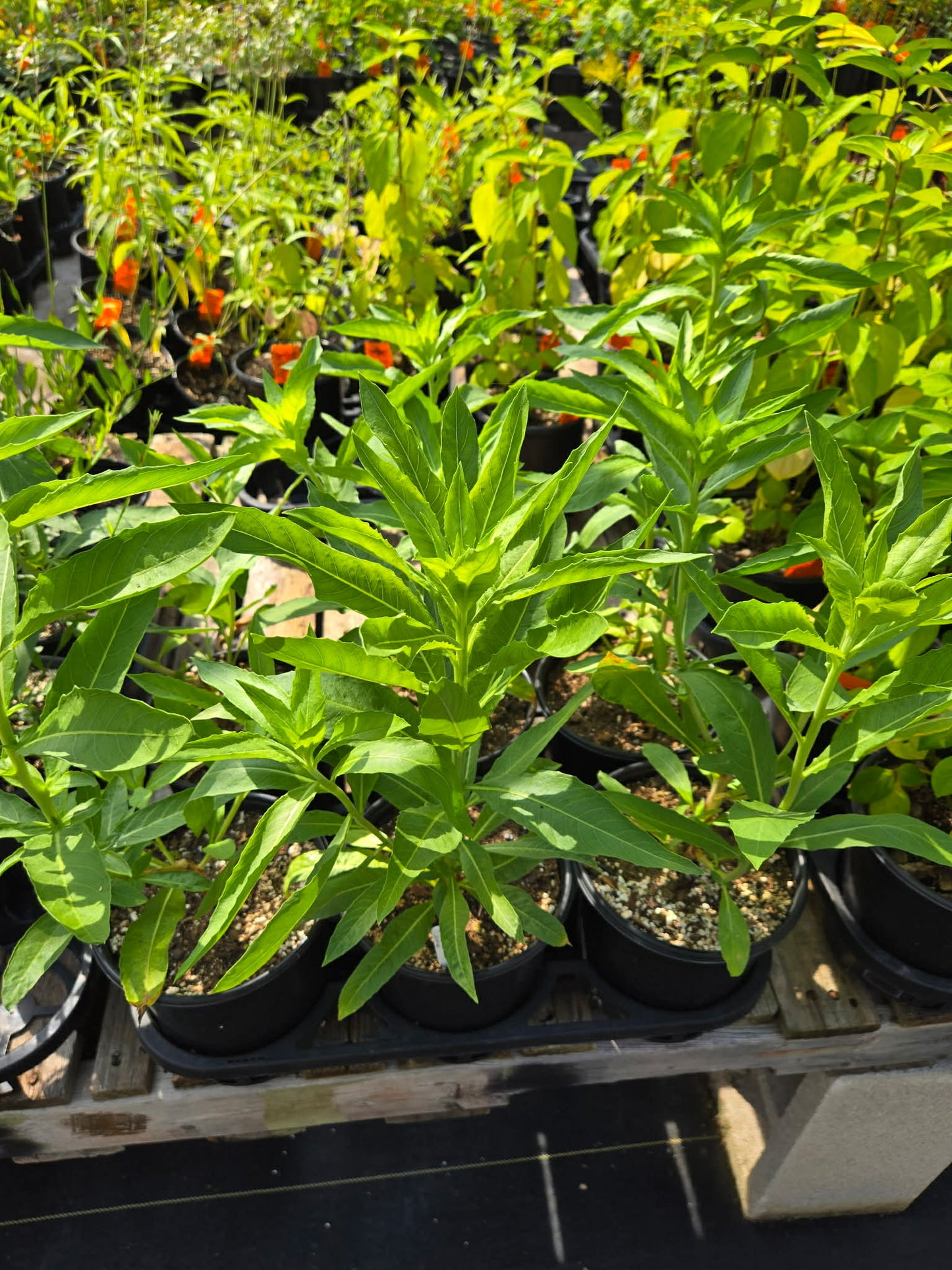 Oenothera jamesii --River Primrose--