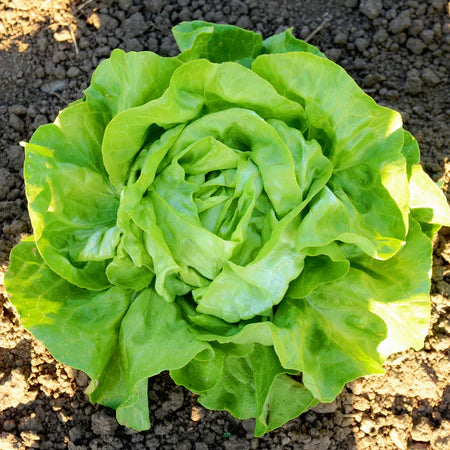 LETTUCE 'Milagro'