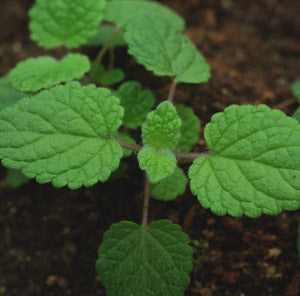 LIME BALM --Melissa officinalis--