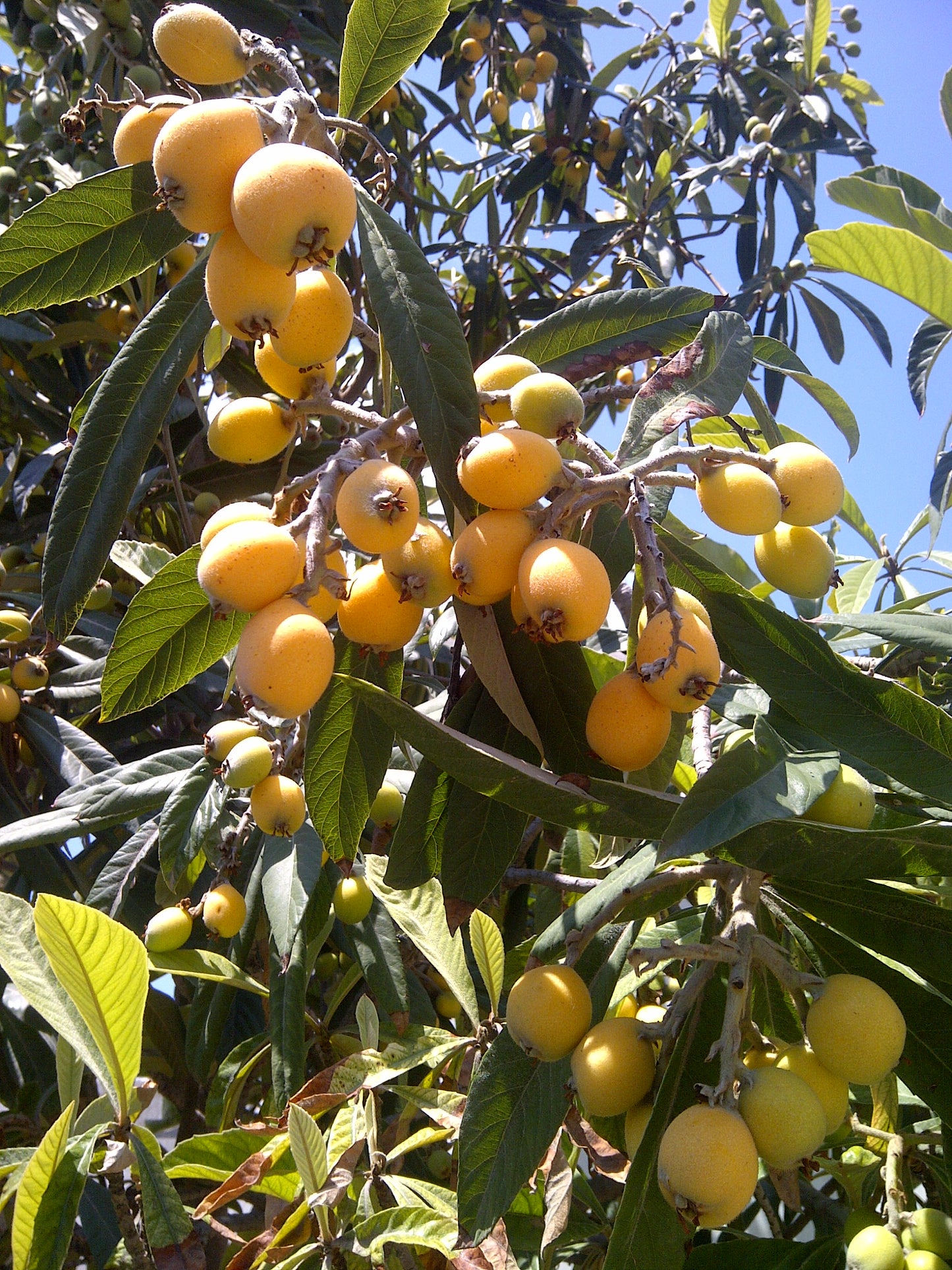 LOQUAT --Eriobotrya japonica--