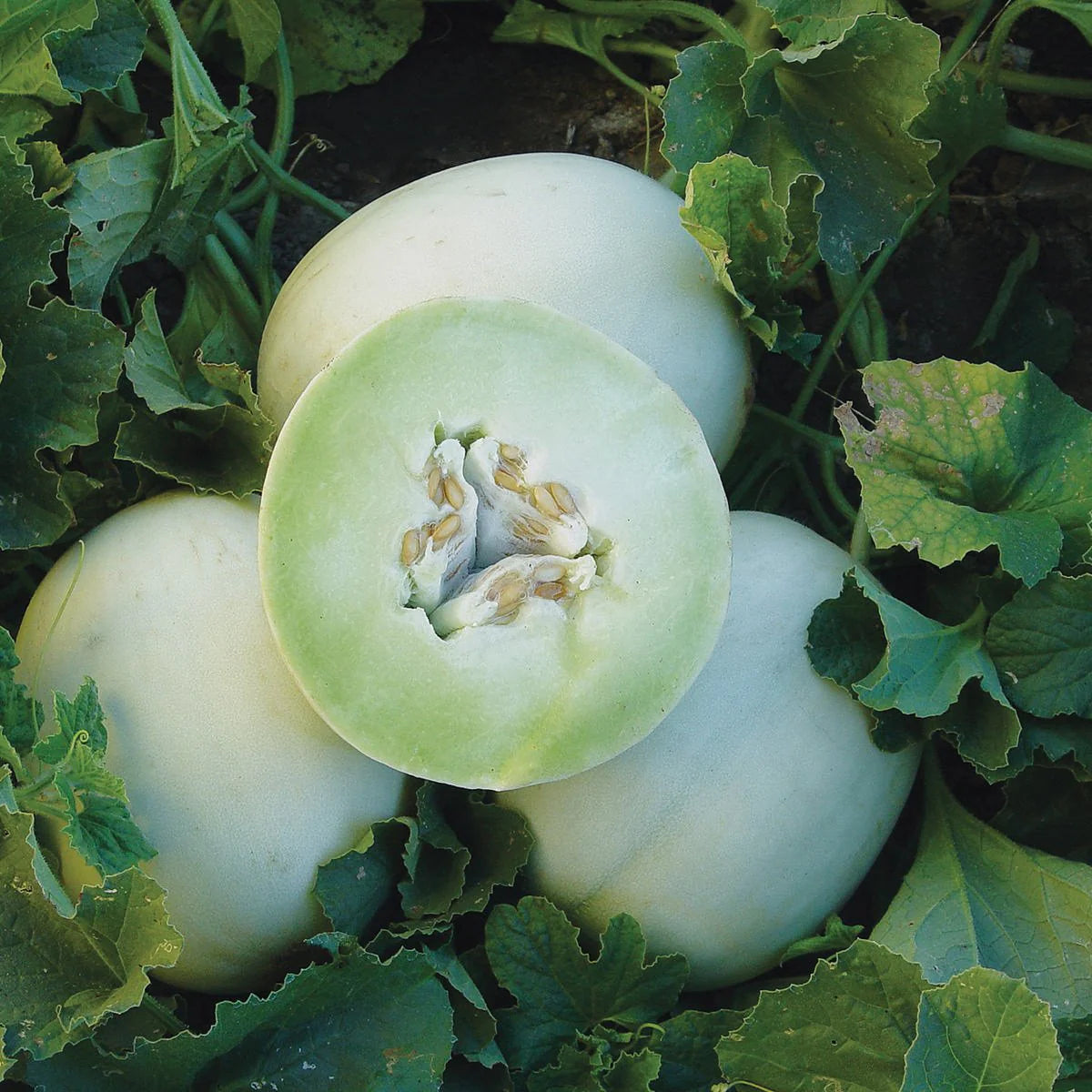 MELON 'Green Flesh Honeydew' - Uncertifiably Organic – Lone Star