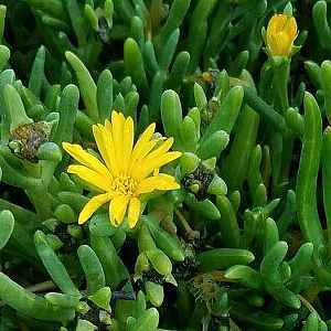 Malephora lutea --Rocky Point Ice Plant--